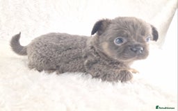 Chihuahua dogs for sale: Chihuahua X French Bulldog Puppies  - Image 19