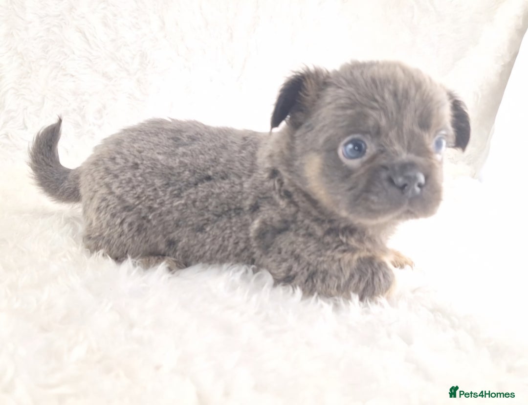 Chihuahua dogs for sale: Chihuahua X French Bulldog Puppies  - Image 19
