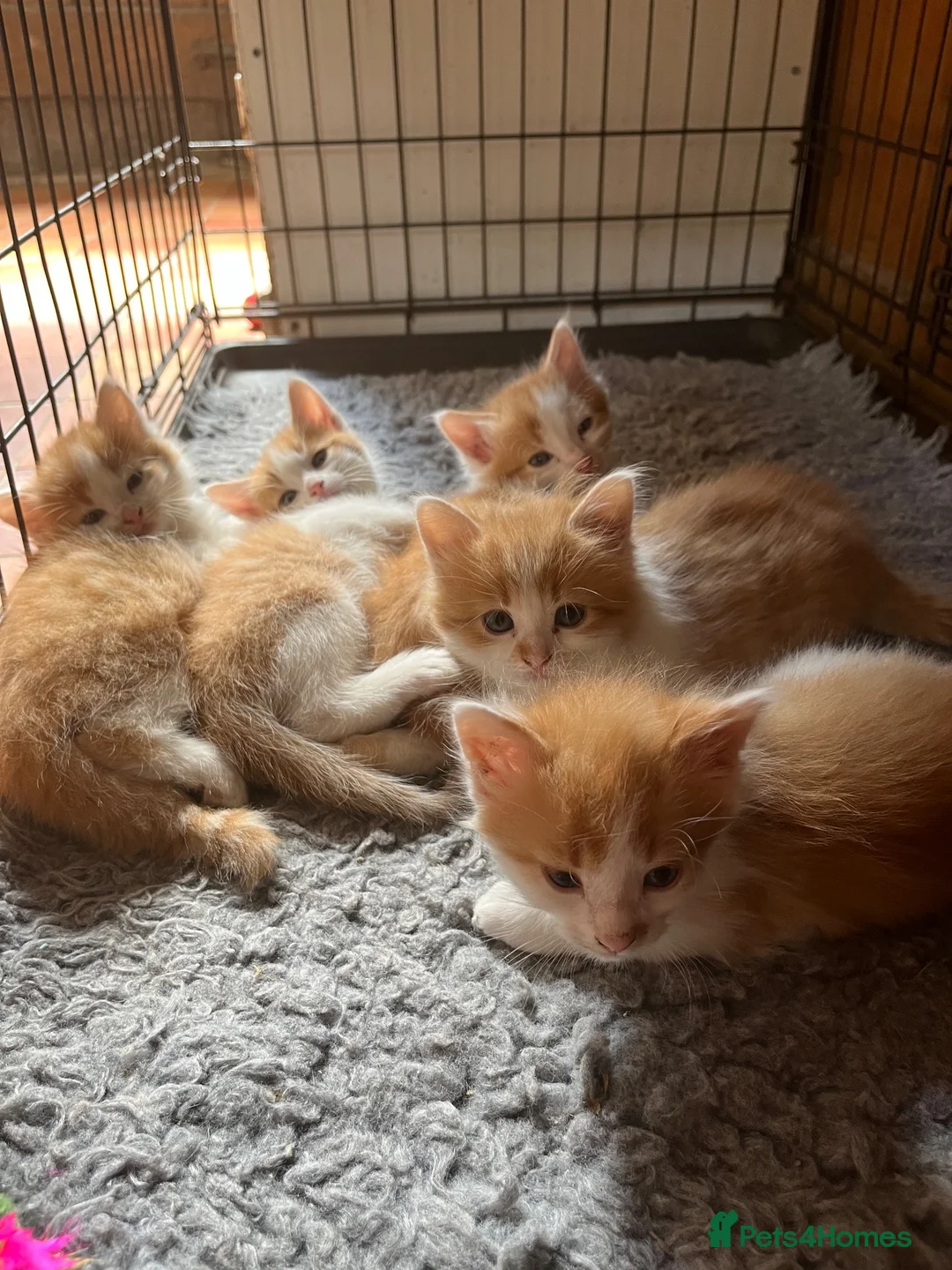 Mixed Breed cats for sale: Ginger and White Kittens  in Leominster - Advert 1
