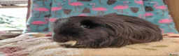 Guinea Pig rodents for sale: Young Adult Sows Retirement/Pet Homes ONLY RTR  - Advert 2