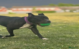 Mixed Breed dogs for sale: Poppy  - Image 7