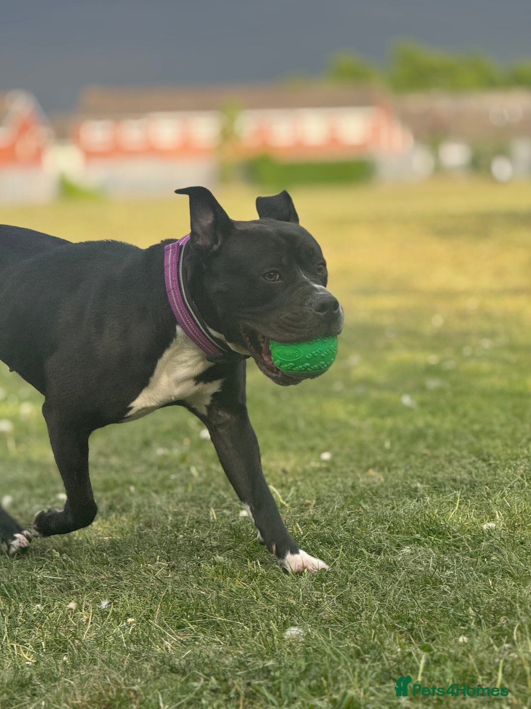 Mixed Breed dogs for sale: Poppy  - Image 7
