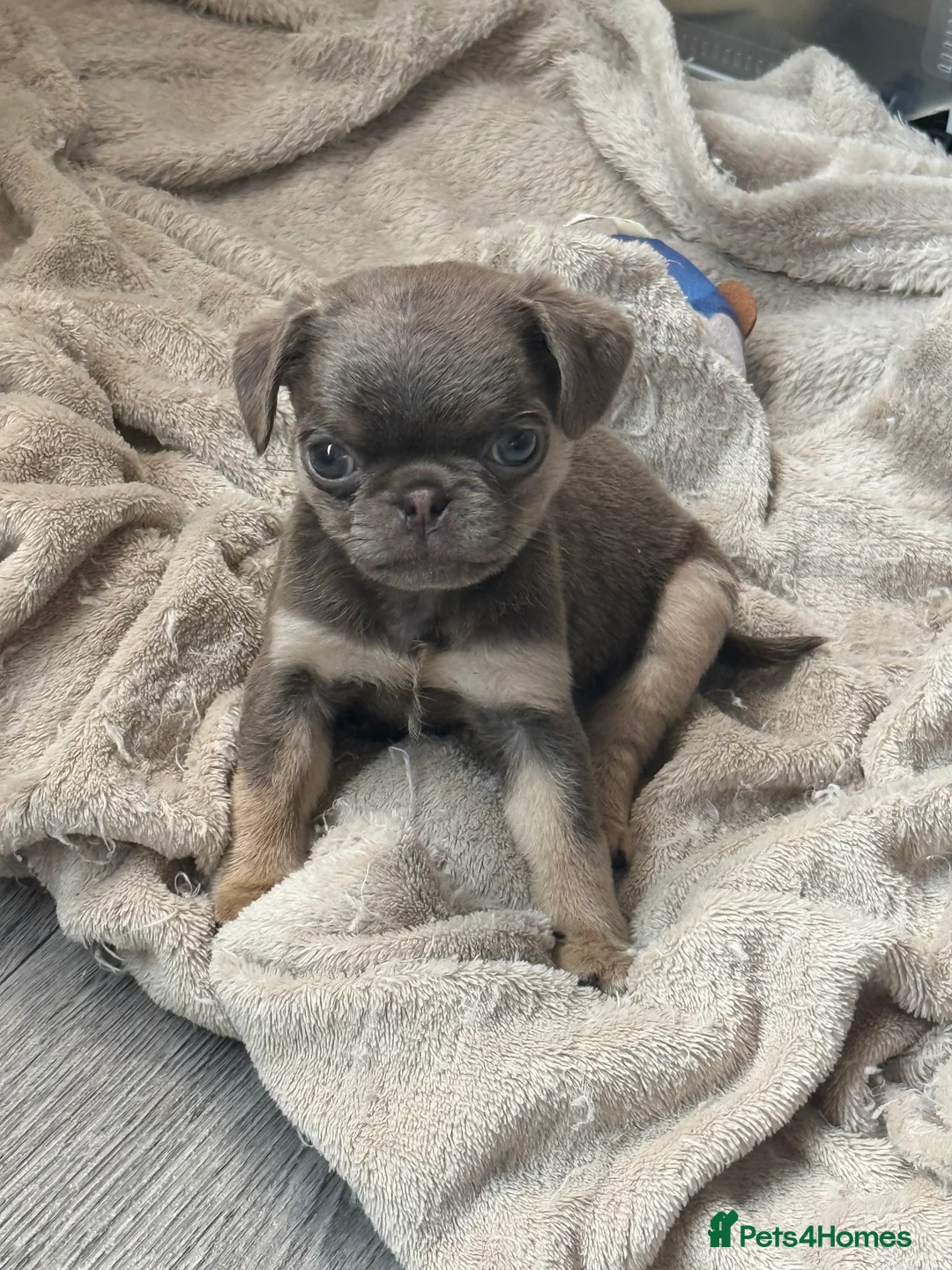 Pug dogs for sale: pug puppies  - Advert 2