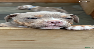Olde English Bulldogge dogs in Southampton - Advert 6