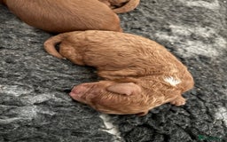 Cavapoo dogs for sale: Cavapoo F1B - Advert 2