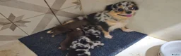 Chihuahua dogs for sale: Chihuahua puppies Russian ancesry with apple head  - Advert 2
