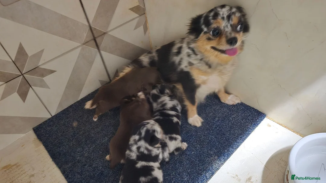 Chihuahua dogs for sale: Chihuahua puppies Russian ancesry with apple head  - Advert 2