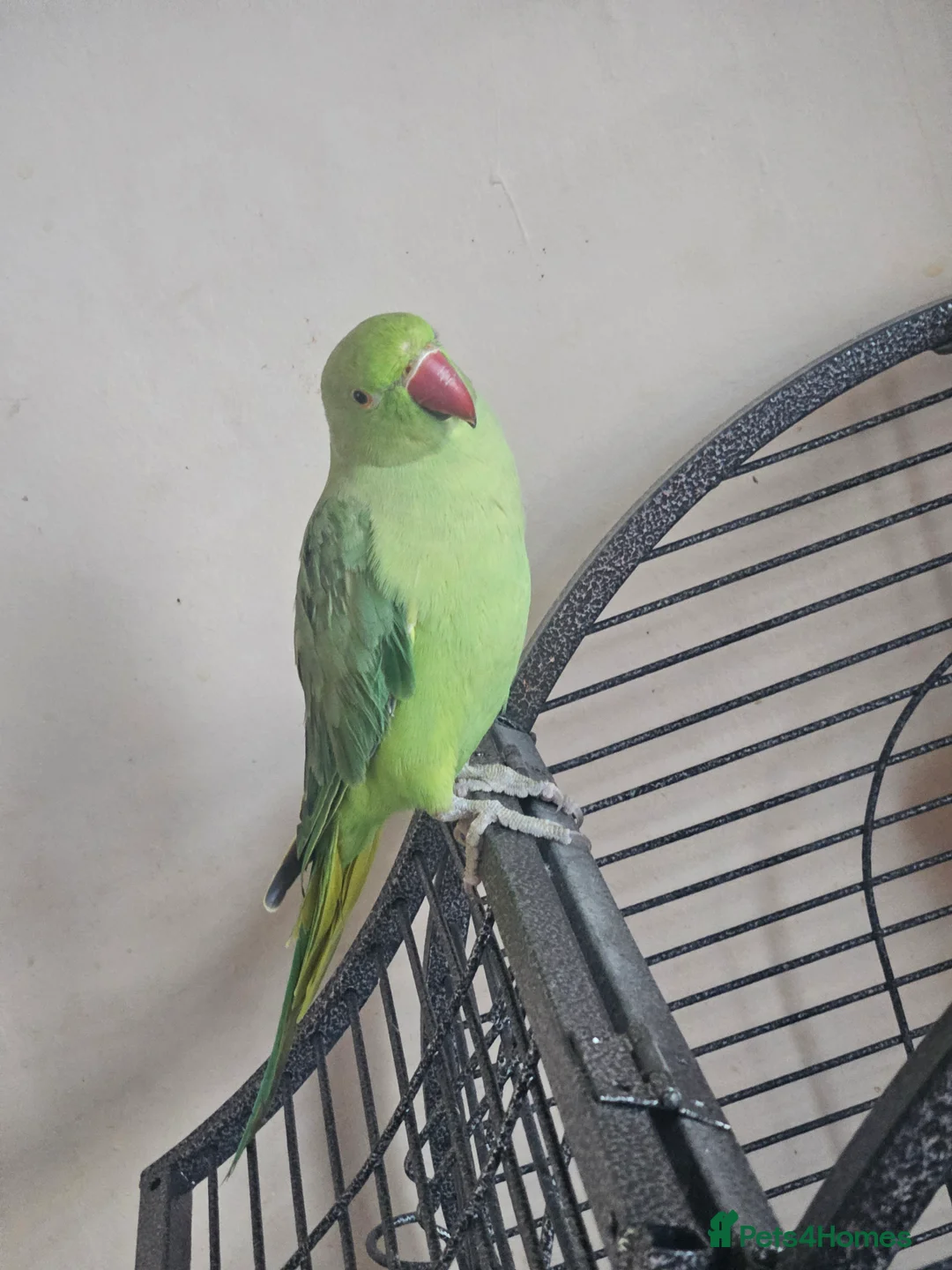 Ringnecks birds for sale: Lovely indian ring neck  - Advert 3