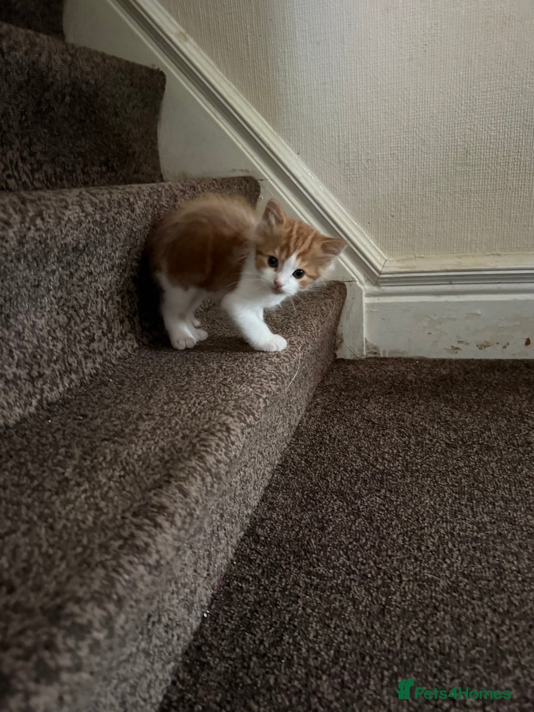 Maine Coon cats for sale: Stunning Maine coon  - Advert 5