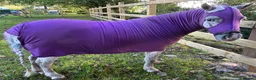 Miniature horses for sale: American Miniature Horse 5 Yrs Gelding - Advert 12