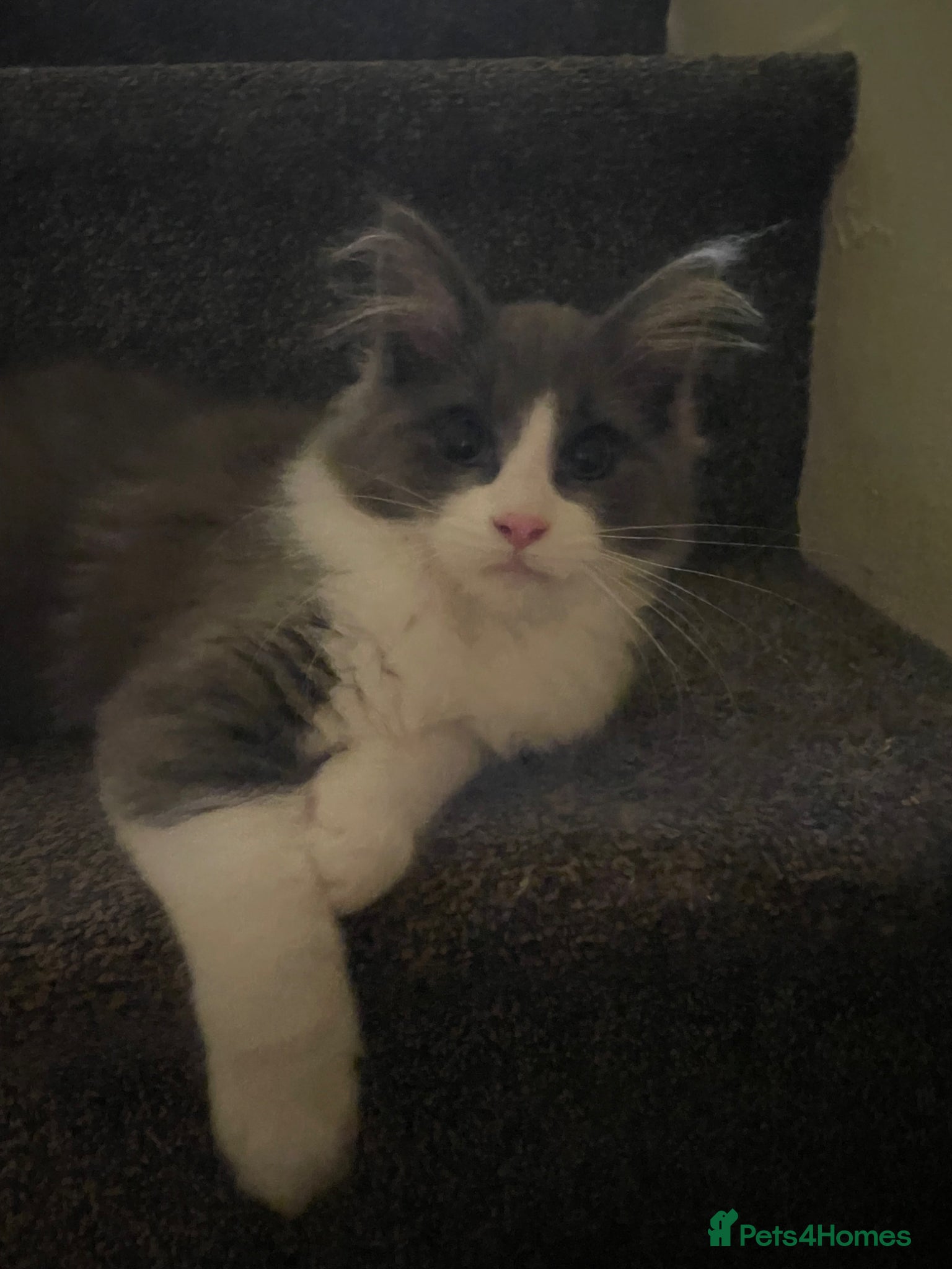 Maine Coon cats 💓ONLY ONE Beautiful Mainecoon/Ragdoll  Kittens💓 - Advert 18