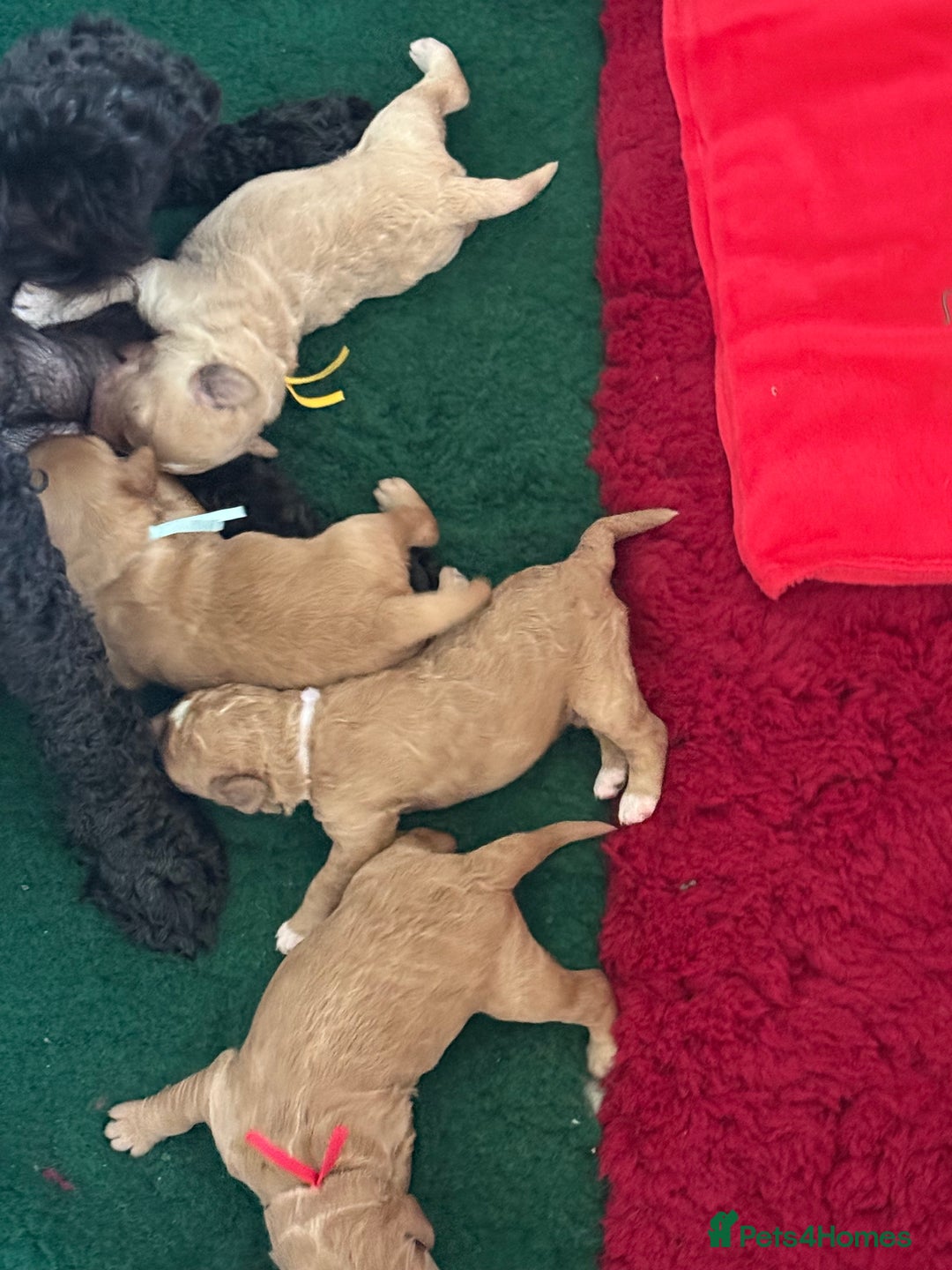 Australian Labradoodle dogs for sale: 5* Health tested Australian labradoodles  - Image 19
