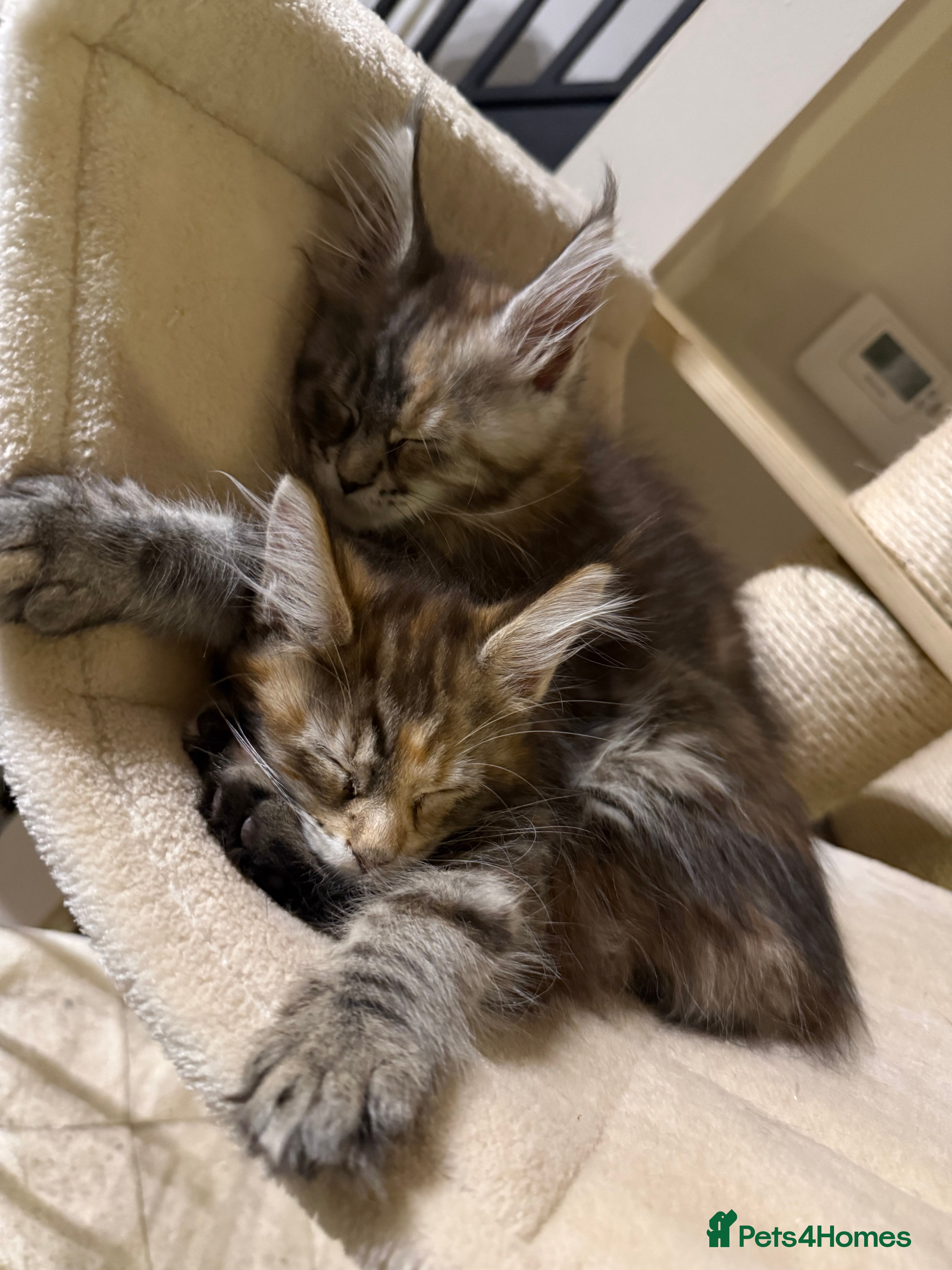 Maine Coon cats Last 2 female full Maine coon kittens  - Advert 3