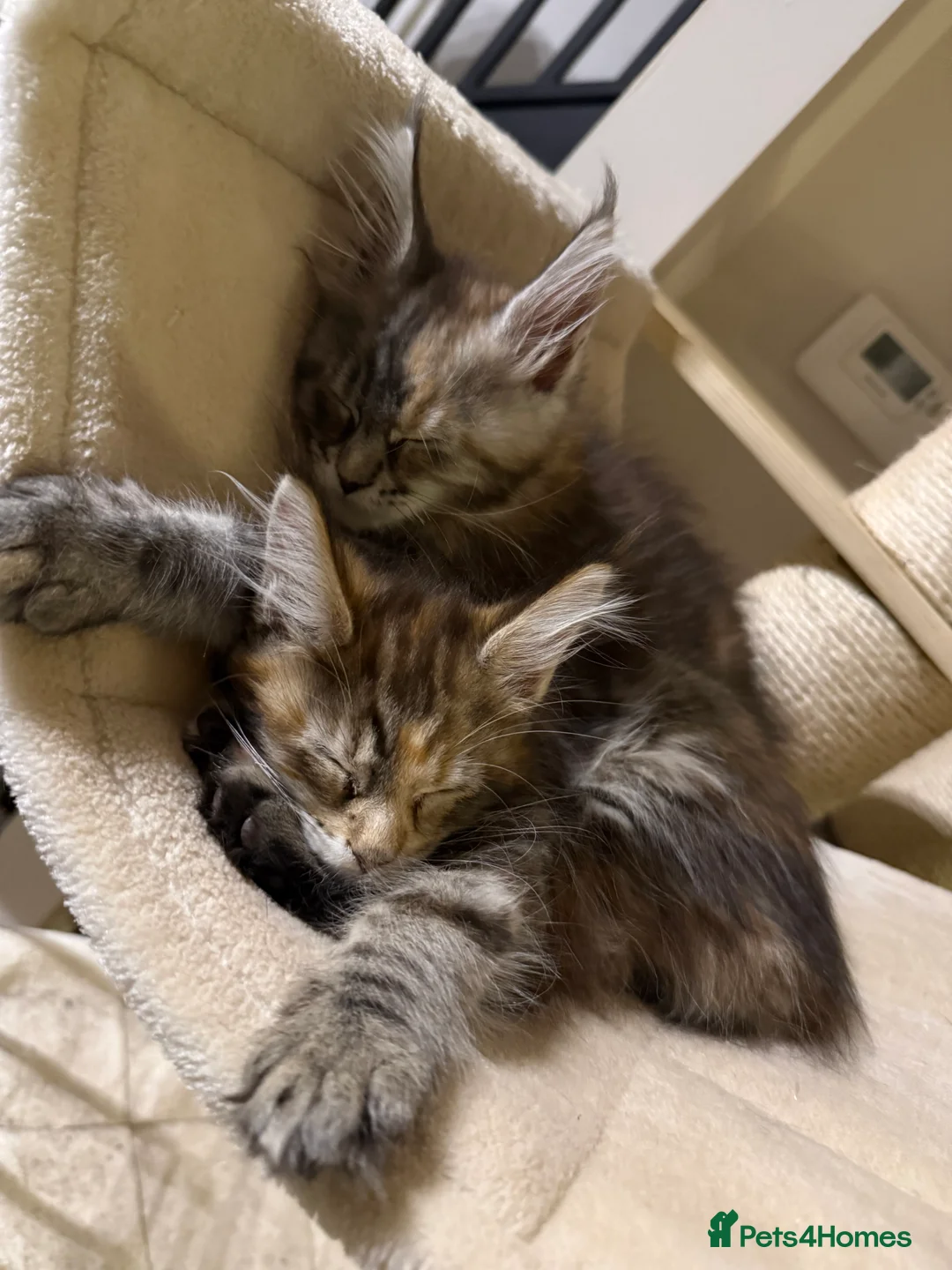 Maine Coon cats for sale: Last 2 female full Maine coon kittens  - Advert 1