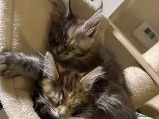 Maine Coon cats Last 2 female full Maine coon kittens - Advert 10