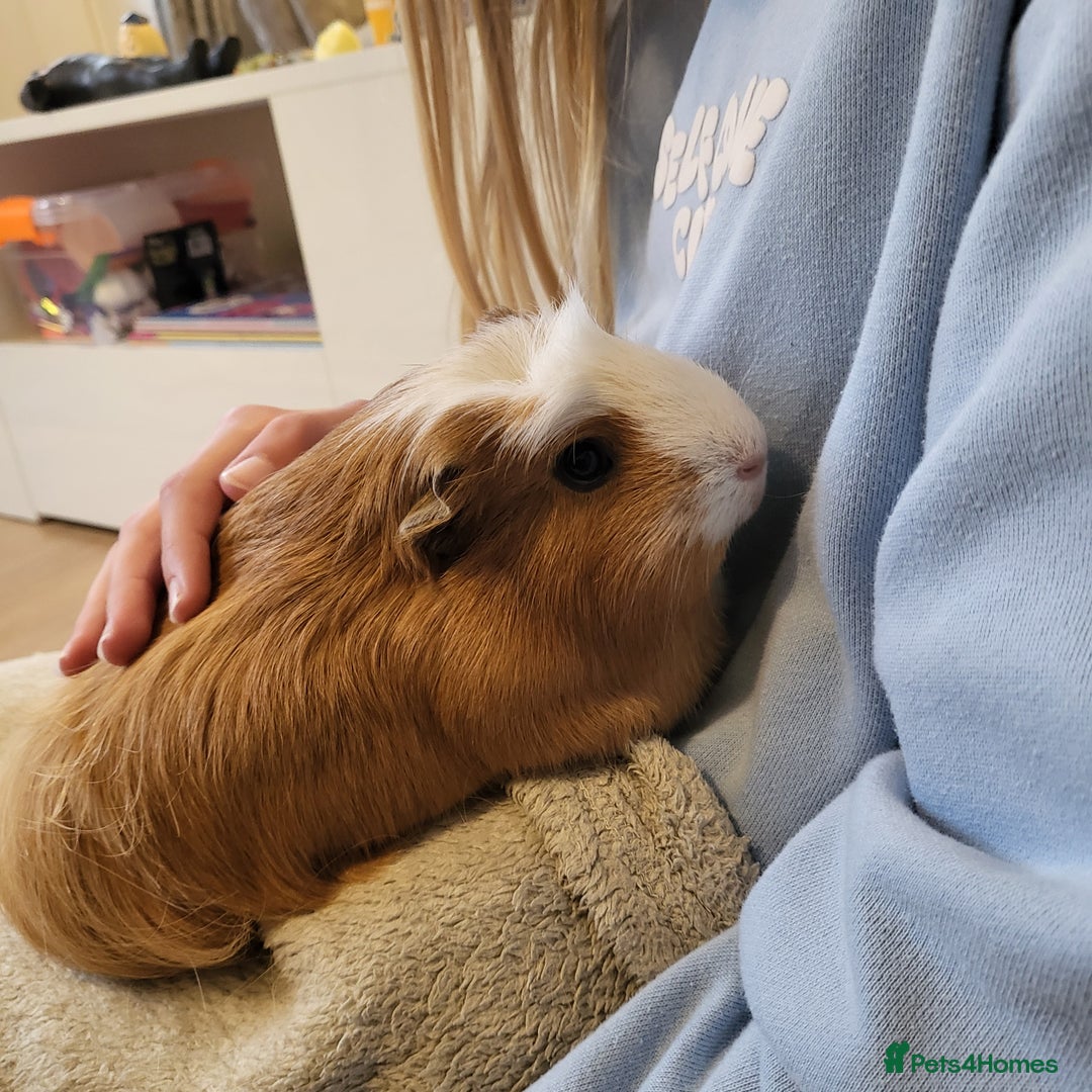Guinea Pig rodents for sale: Beautiful Female Guinea Pigs  - Image 3