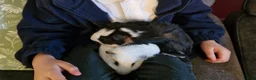 Guinea Pig rodents for sale: 2 male guinea pigs - free to a good home - Advert 2
