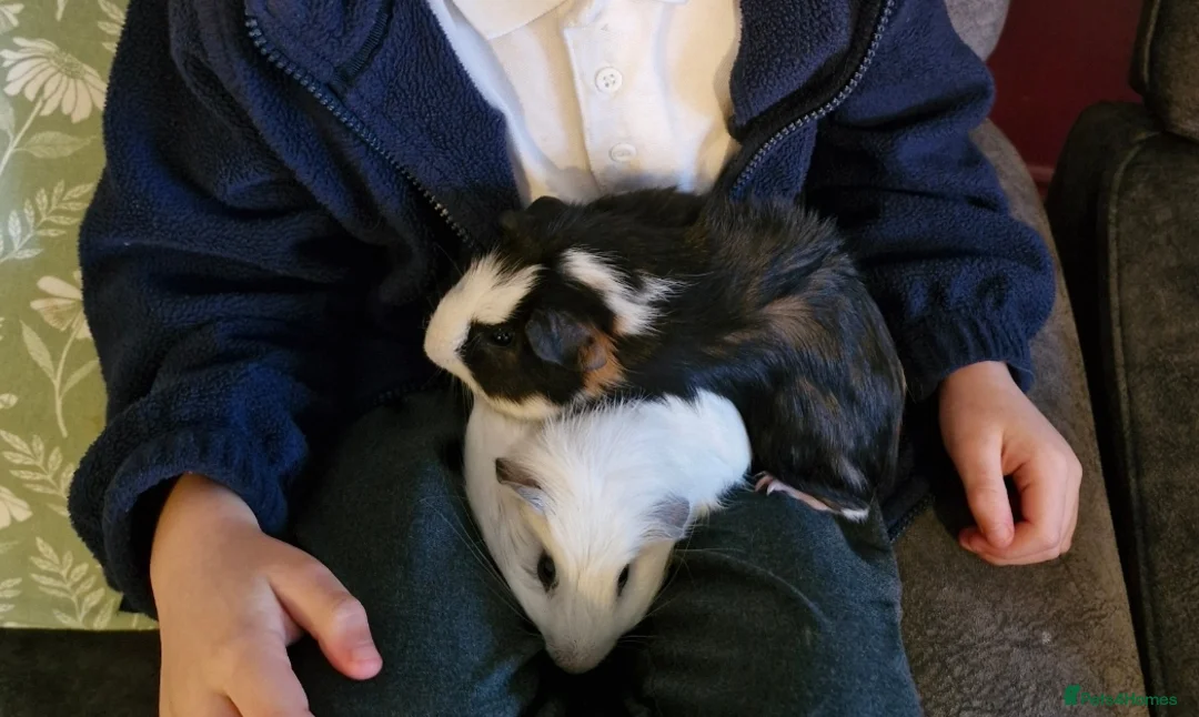 Guinea Pig rodents for sale: 2 male guinea pigs - free to a good home - Advert 2