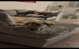 Lionhead rabbits for sale: Bonnie the rabbit  - Image 5