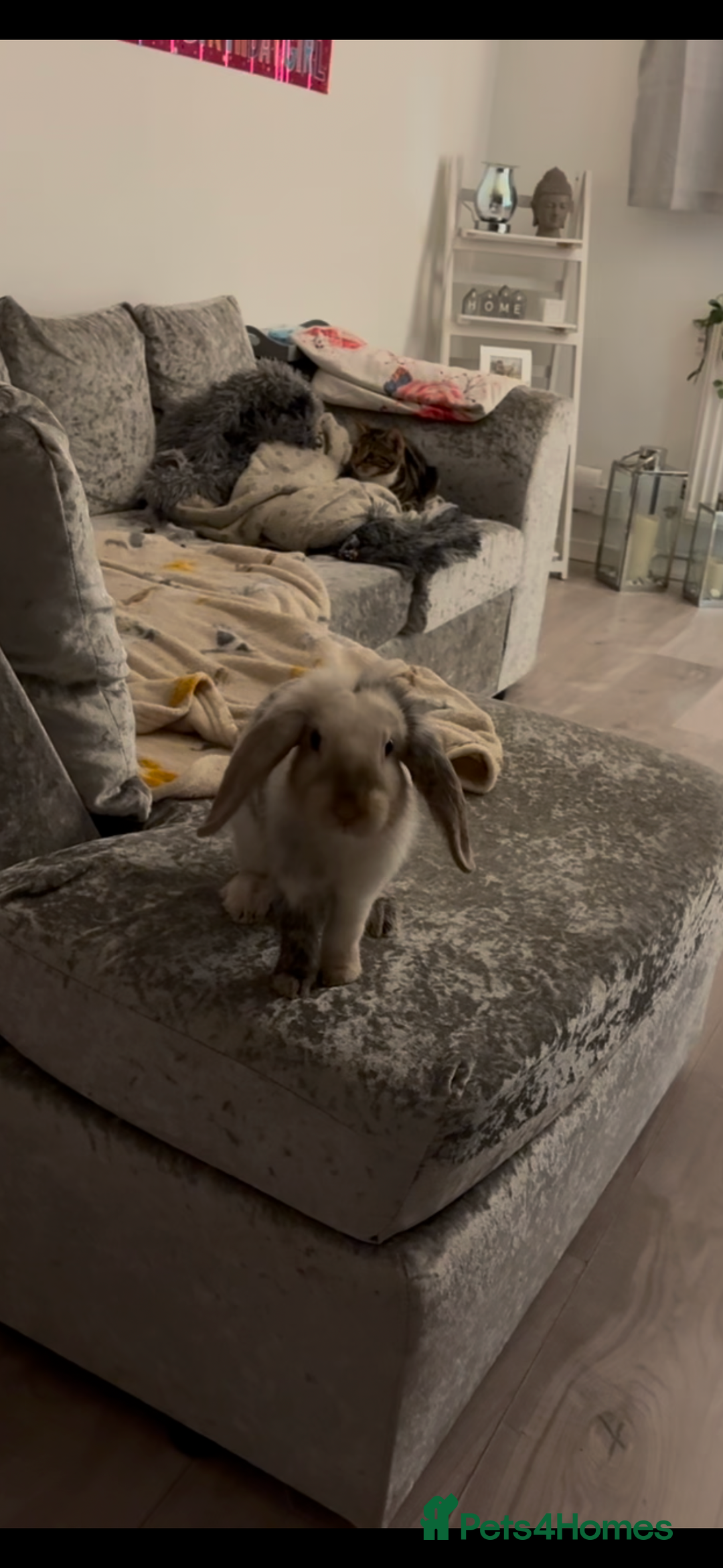 Lionhead rabbits for sale: Bonnie the rabbit  - Image 5