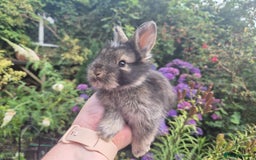 Angora rabbits for sale: 😍Large Angora babies- parents imported from 🇫🇷  - Image 13