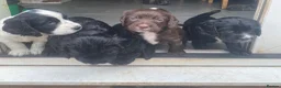 Cocker Spaniel dogs for sale: Working cockers in Stone - Advert 9