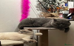 British Shorthair cats for sale: Colourpoint British Shorthair - Image 9