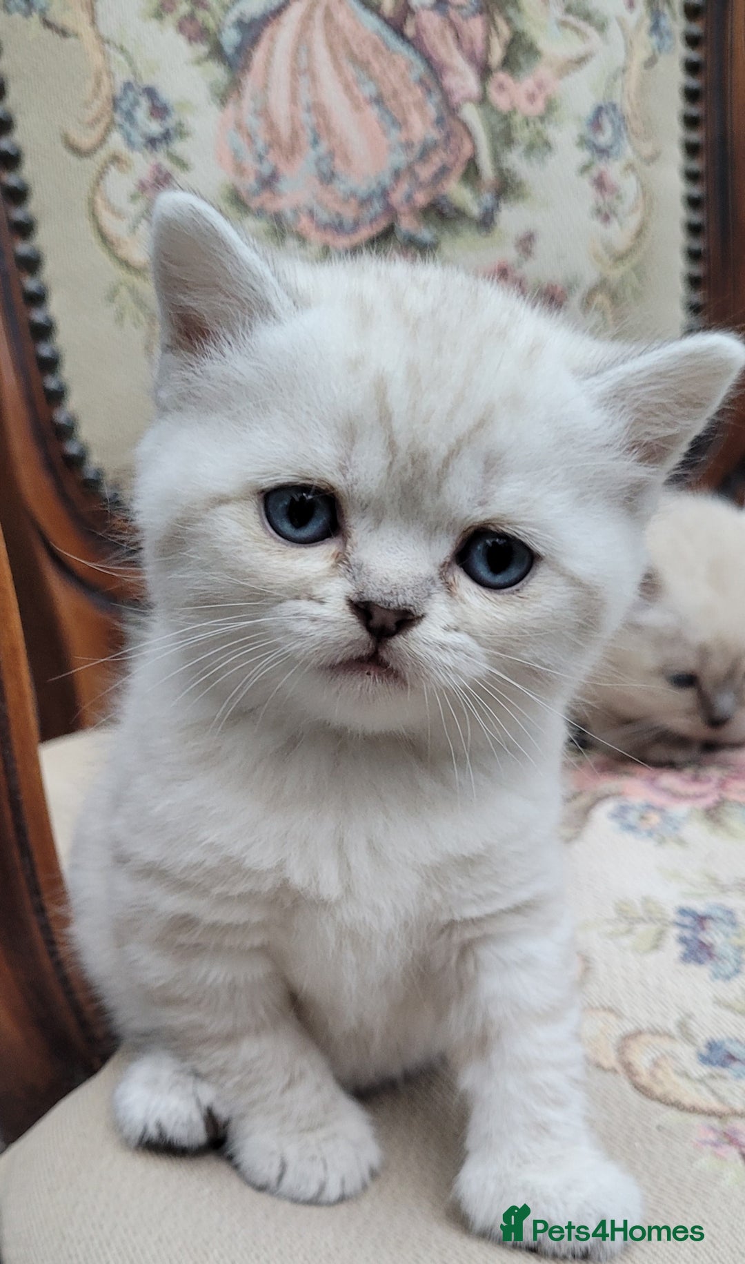 Scottish Fold cats for sale: Scottish fold kittens with blue eyes  - Image 15
