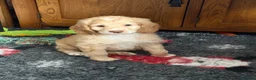 Cockapoo dogs for sale:  Girls Only from DNA Tested Parents  - Advert 13