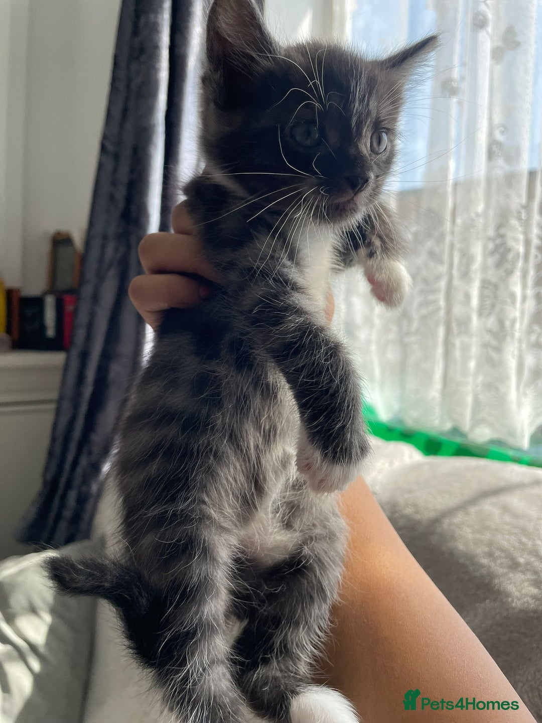 Bengal cats for sale: Kittens  - Image 2
