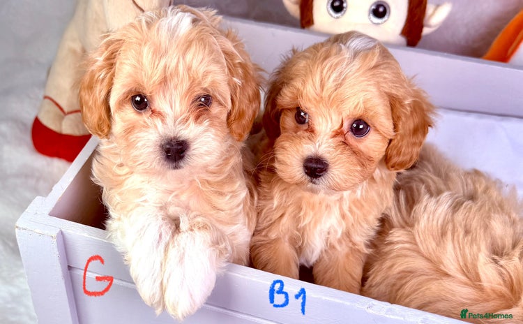Maltipoo dogs - Advert 4