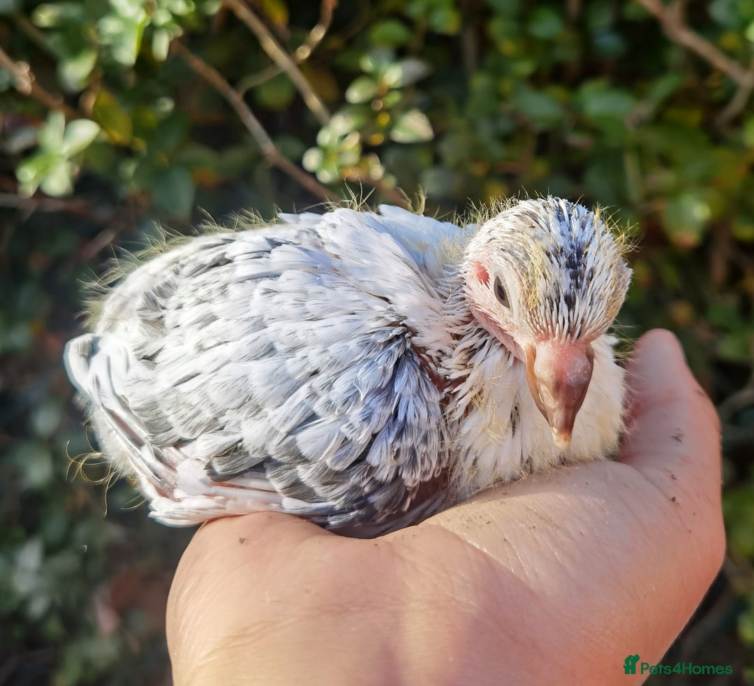 Pigeons birds for sale: Pigeons [Semi Hand-Raised] - Fancy & Racing Breeds - Advert 5