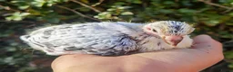 Pigeons birds for sale: Pigeons [Semi Hand-Raised] - Fancy & Racing Breeds - Advert 5