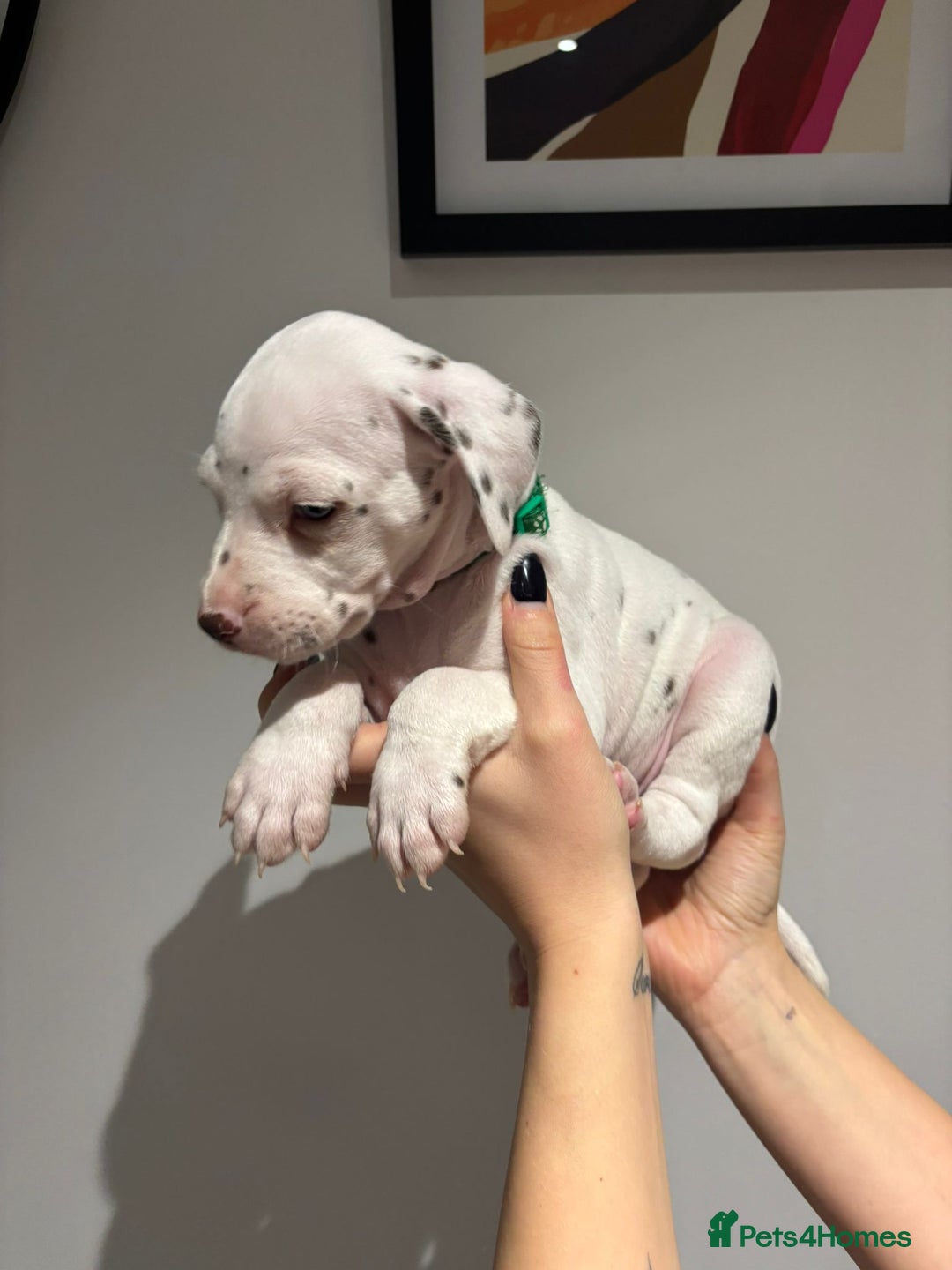 Dalmatian dogs for sale: Dalmatians for Sale (Last 2 Boys Left) - Advert 11