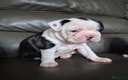 Boston Terrier dogs for sale: BOSTON TERRIER PUPPIES - Image 11