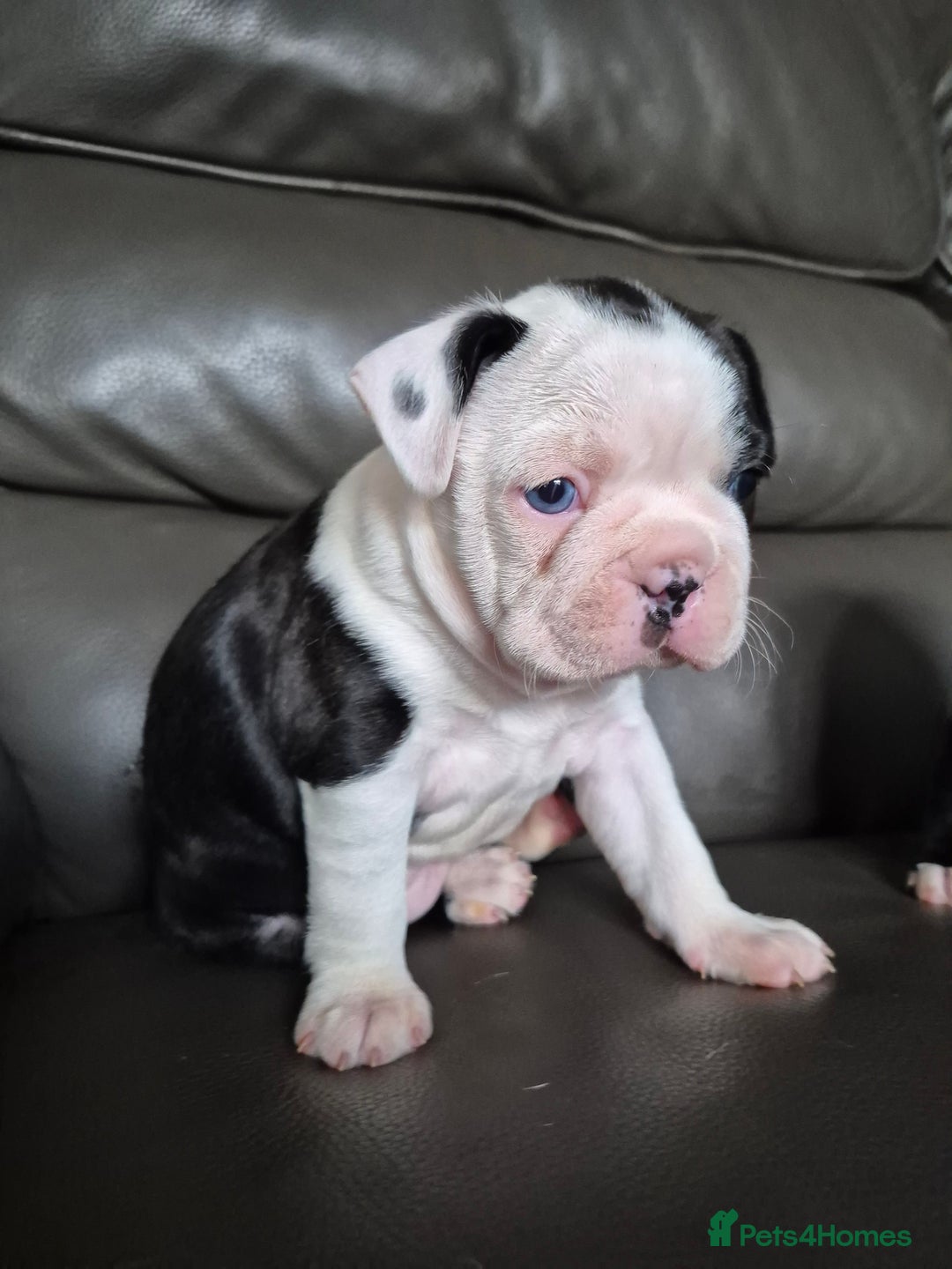 Boston Terrier dogs for sale: BOSTON TERRIER PUPPIES - Image 11