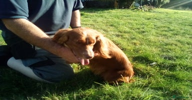 Cocker Spaniel dogs - Advert 7