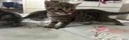 Mixed Breed cats for sale: Bengal kittens  in North Walsham - Advert 4
