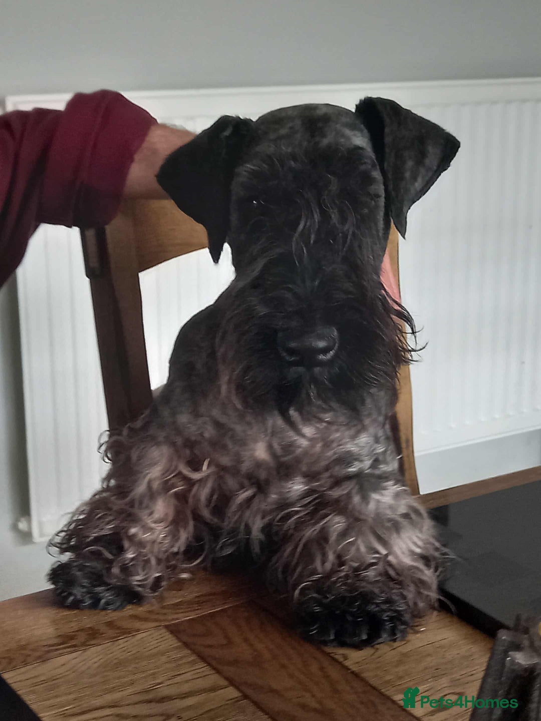 Cesky Terrier dogs for sale: CESKY TERRIER PUPPIES. advance notice - Advert 16