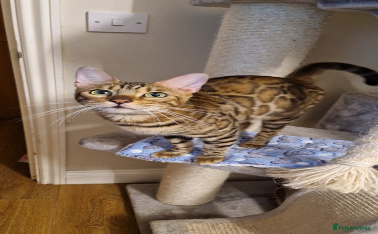 Bengal cats - Advert 3