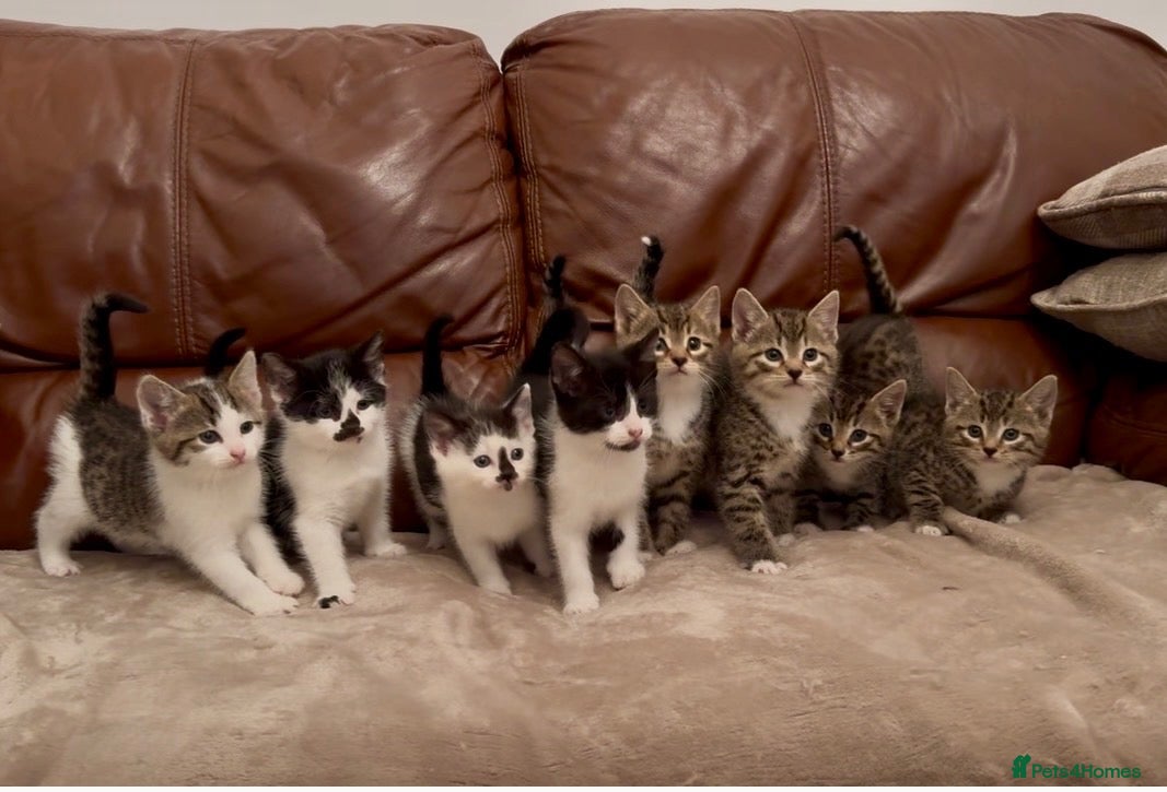 Mixed Breed cats Beautiful kittens  - Advert 1