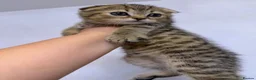 Scottish Fold cats for sale: The Stunning Scottish Fold kittens are ready - Advert 23