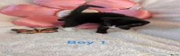 Mixed Breed cats for sale: Beautiful fluffy kittens for sale  - Advert 15