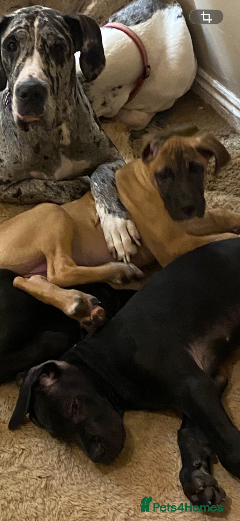 Great Dane dogs Beautiful kc reg Great Dane puppies - Advert 4