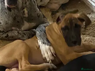 Great Dane dogs Beautiful kc reg Great Dane puppies - Advert 4