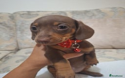 Miniature Dachshund dogs for sale: 5 miniature dachshund - Image 11