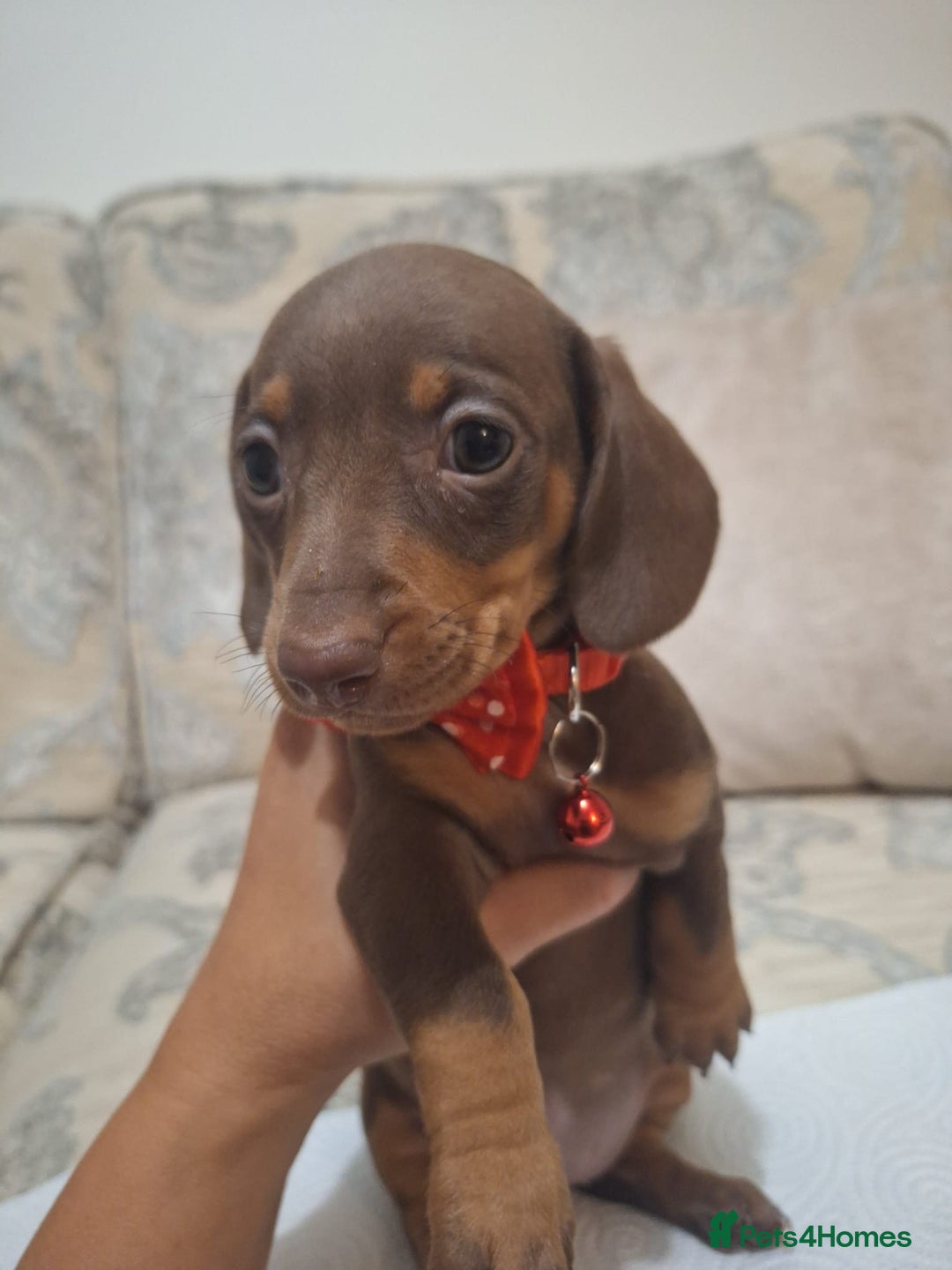 Miniature Dachshund dogs for sale: 5 miniature dachshund - Image 11