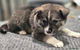 Huskita dogs for sale: FABULOUS HUSKITA PUPPIES Husky x Akita - Image 4