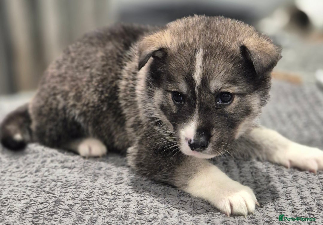 Huskita dogs for sale: FABULOUS HUSKITA PUPPIES Husky x Akita - Image 4
