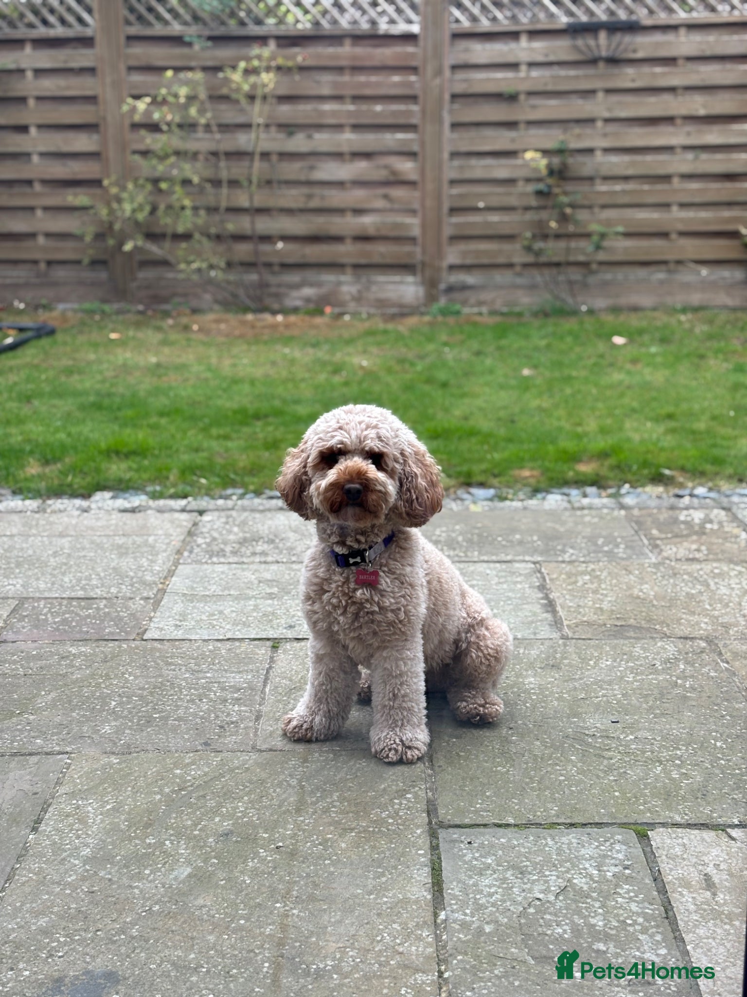 Cavapoo dogs for sale: Stunning Red Cavapoo Puppies - Advert 2